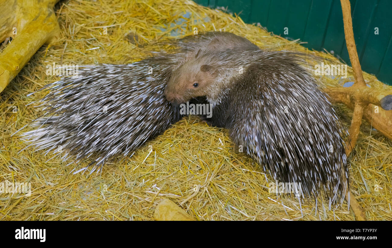 Family of porcupine Stock Photo - Alamy Family of porcupine Stock Photo - Alamy