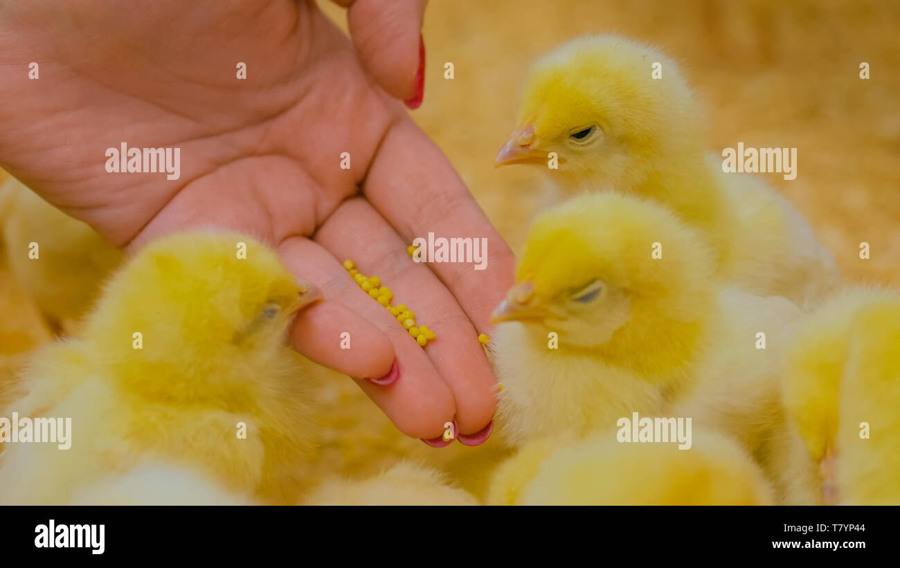 Woman feeding baby chickens on farm Stock Photo Alamy