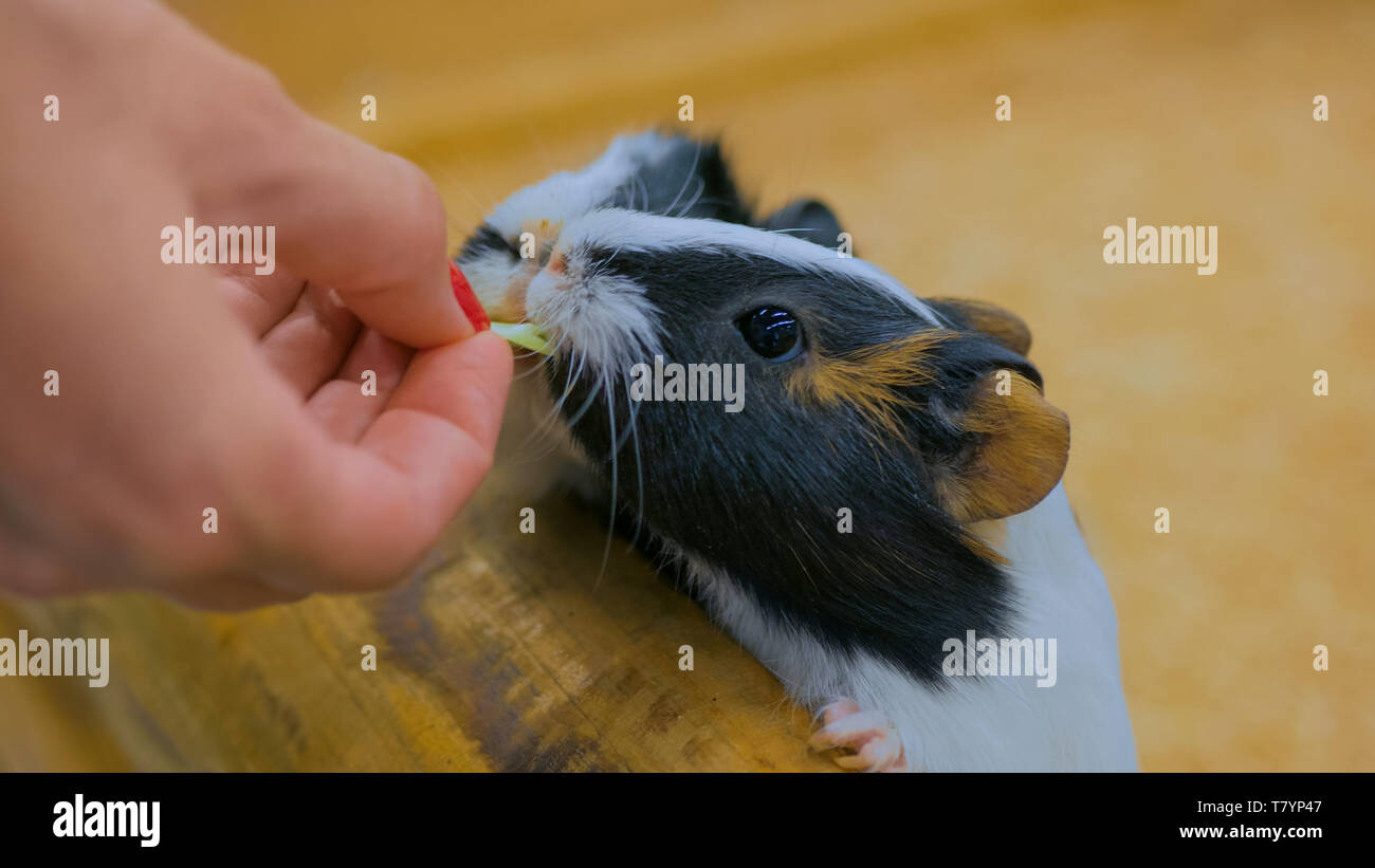 Woman feeding two guinea pigs in zoo Stock Photo Alamy