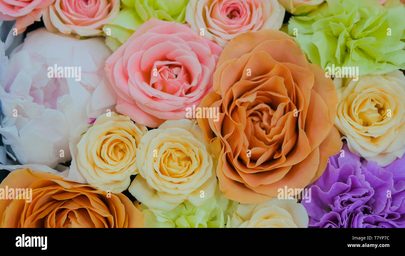 Colorful flowers background Stock Photo - Alamy