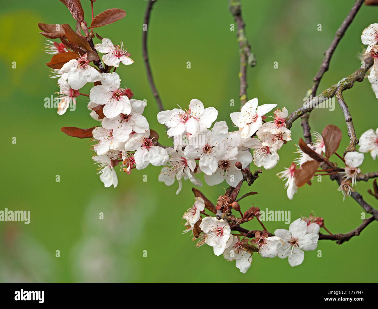 romantic image of delicate blossom of Cherry plum, Pissard or myrobalan plum (Prunus cerasifera) in Spring in Cumbria,England,UK Stock Photo