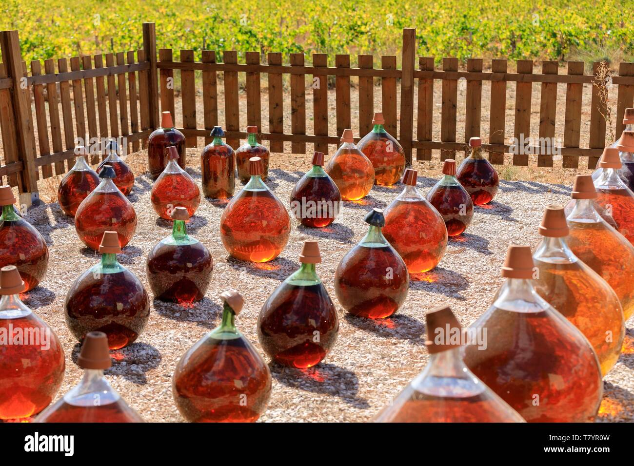Domaine De La Plaine Muscat De Frontignan France, Herault, Vic La Gardiole, Domaine de la Plaine, AOC Muscat de  Frontignan, refining in cylinders exposed to bad weather for a year Stock  Photo - Alamy