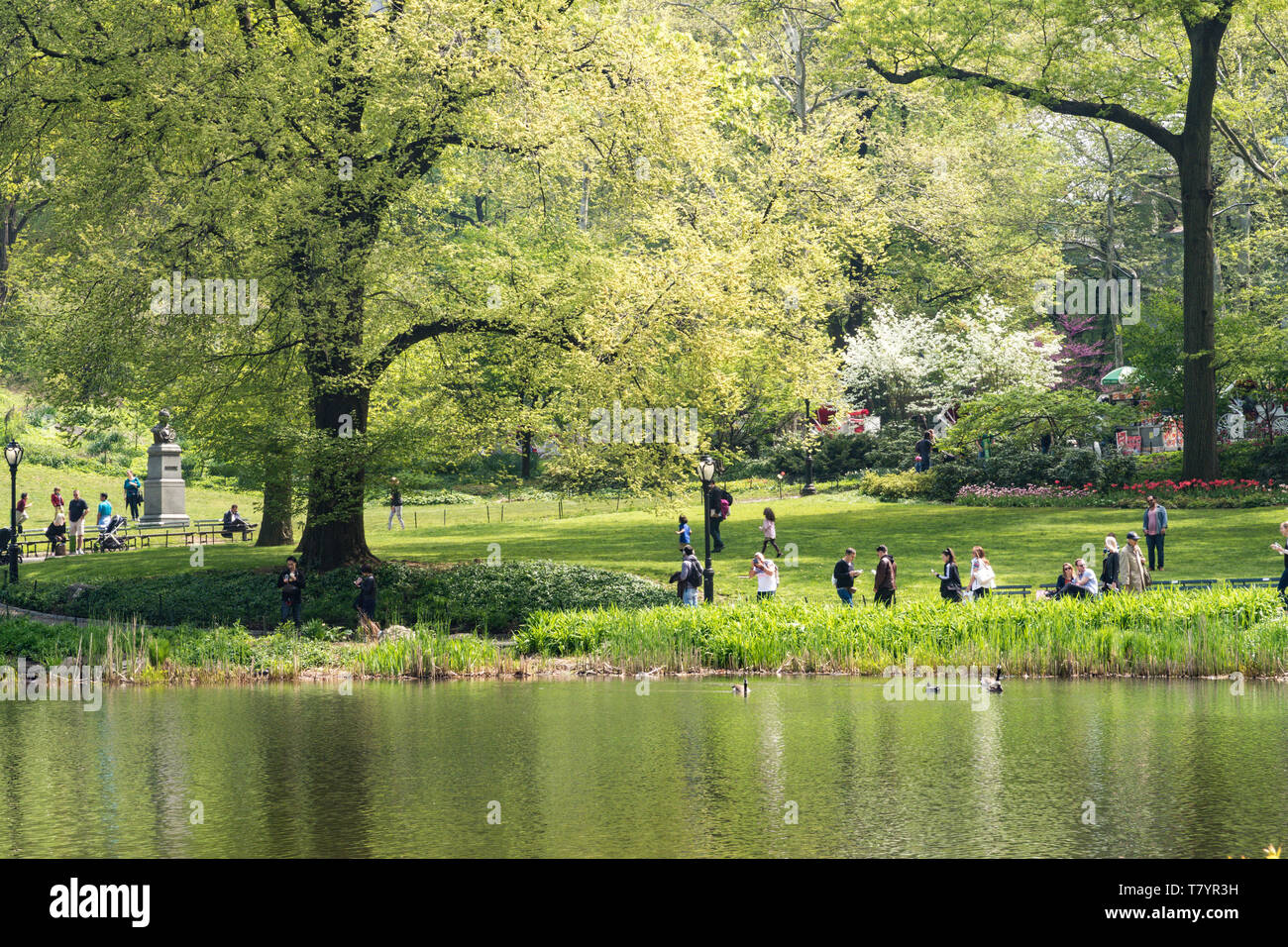 The pond in Central Park is Beautiful in Spring, NYC, USA Stock Photo