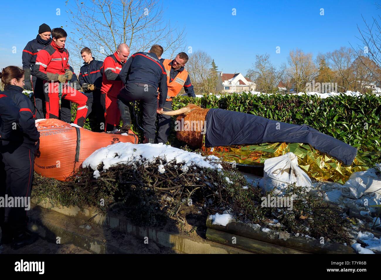 France, Val de Marne, the Marne riverside, Le Perreux sur Marne, a Highland Cow rescued from drowning in the Marne by firefighters Stock Photo