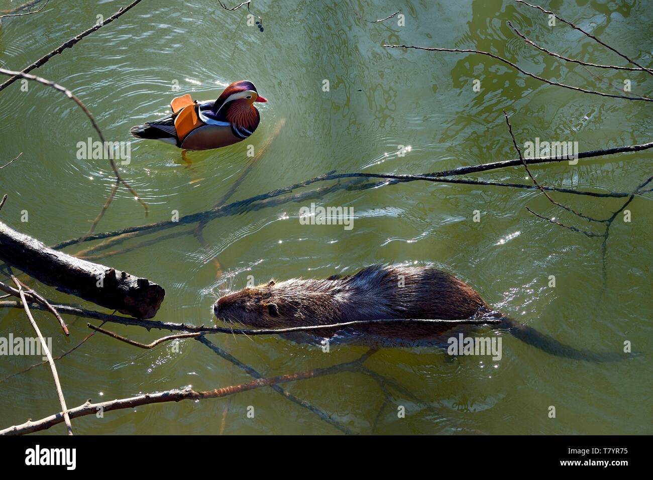 France, Val de Marne, the Marne riverside, Bry sur Marne, male mandarin duck (Aix galericulata) and coypu also known as the nutria (Myocastor coypus) in the foreground Stock Photo