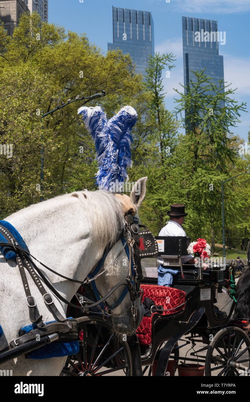Horse and carriage central park hi-res stock photography and images - Alamy