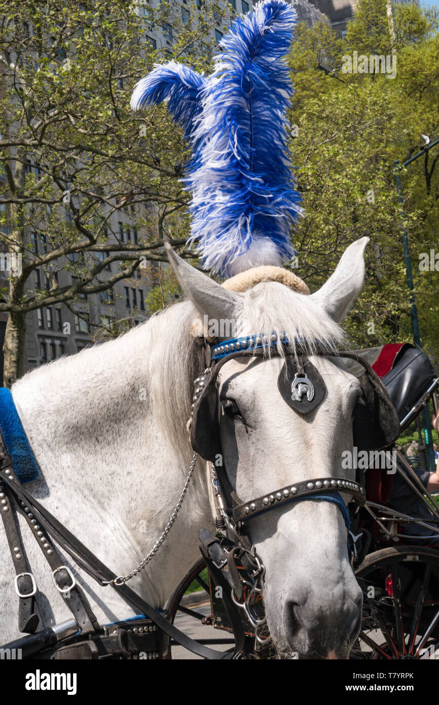 Central park horse carriage hires stock photography and images Alamy