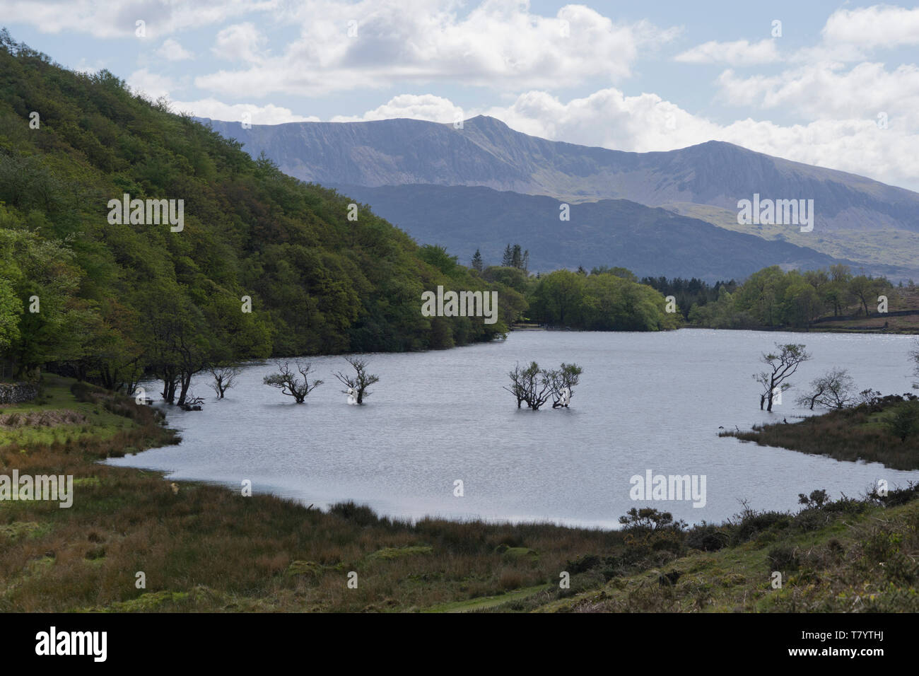 Reservoir with drowned trees along the Precipice Walk trail and surrounding area in Snowdonia National Park,Wales,UK Stock Photo