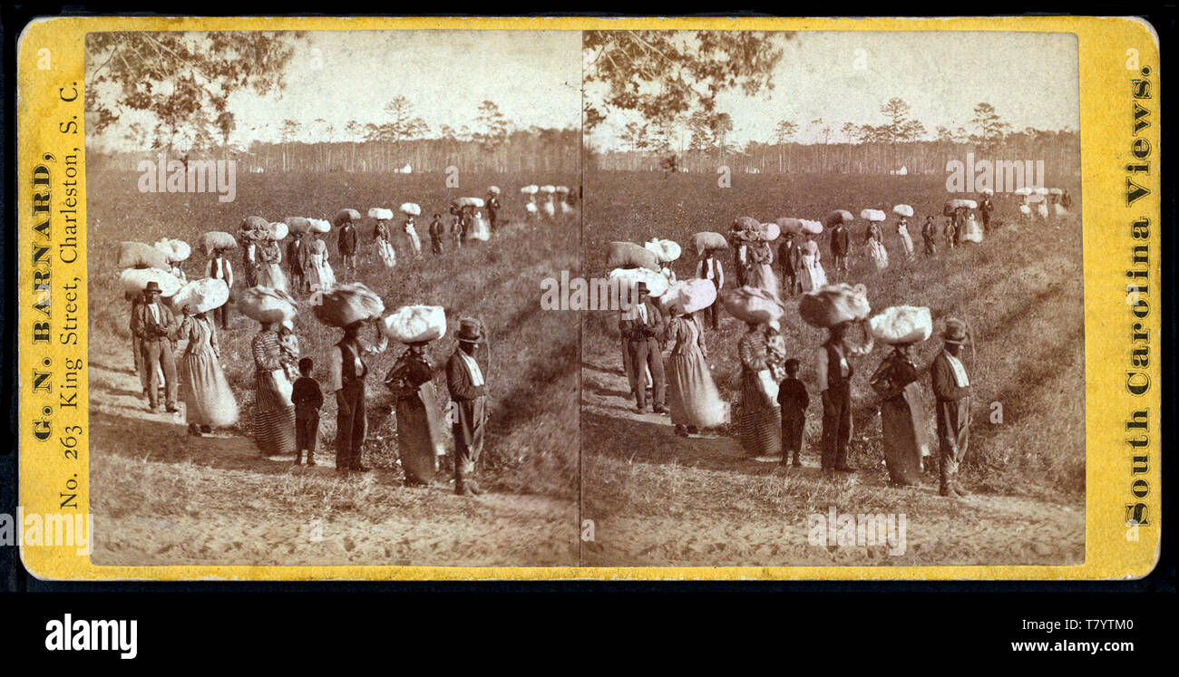 Slavery, South Carolina Cotton Plantation, 1860s Stock Photo