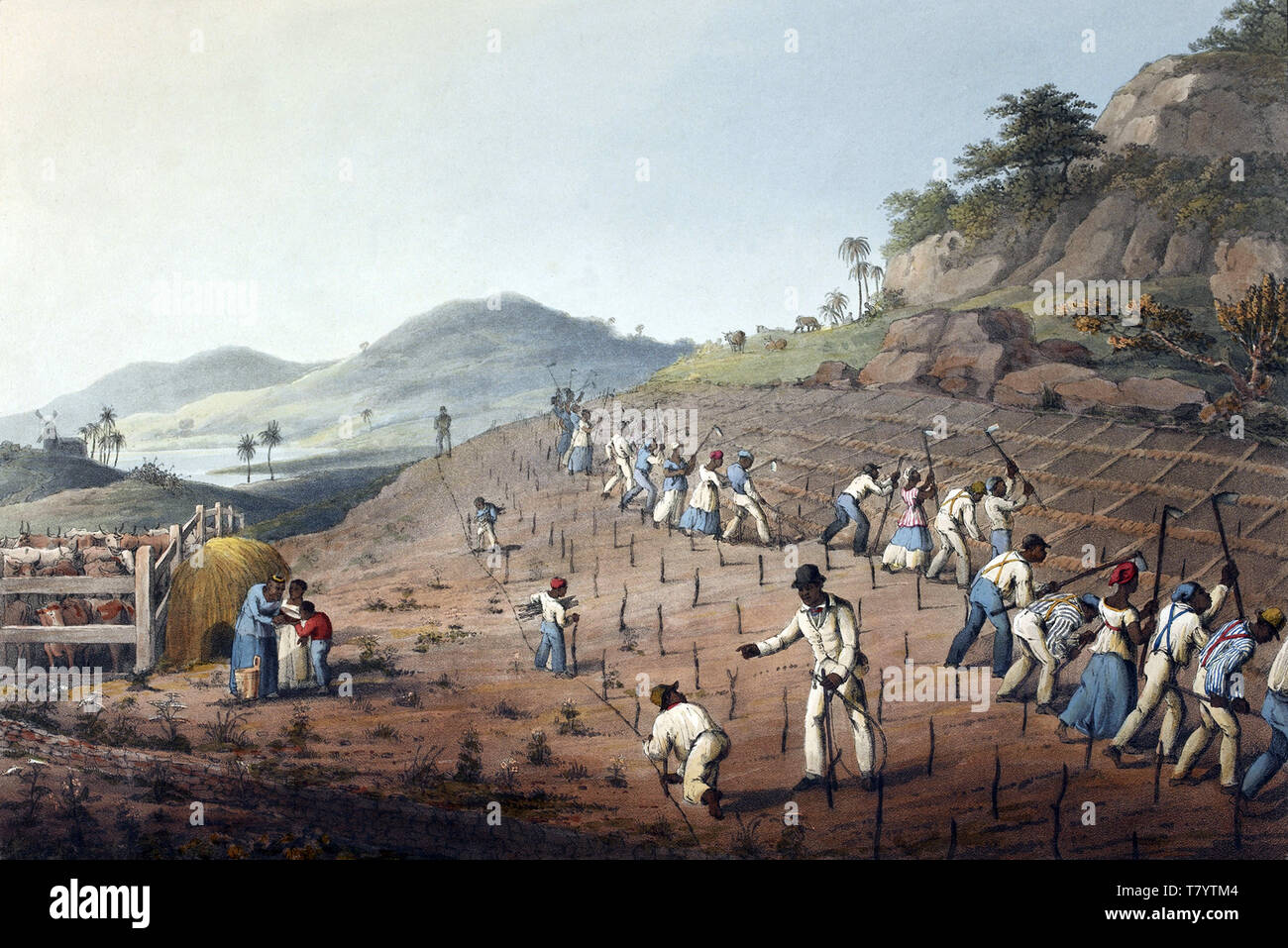 Slavery, Antigua Sugar Plantation, 1823 Stock Photo Alamy