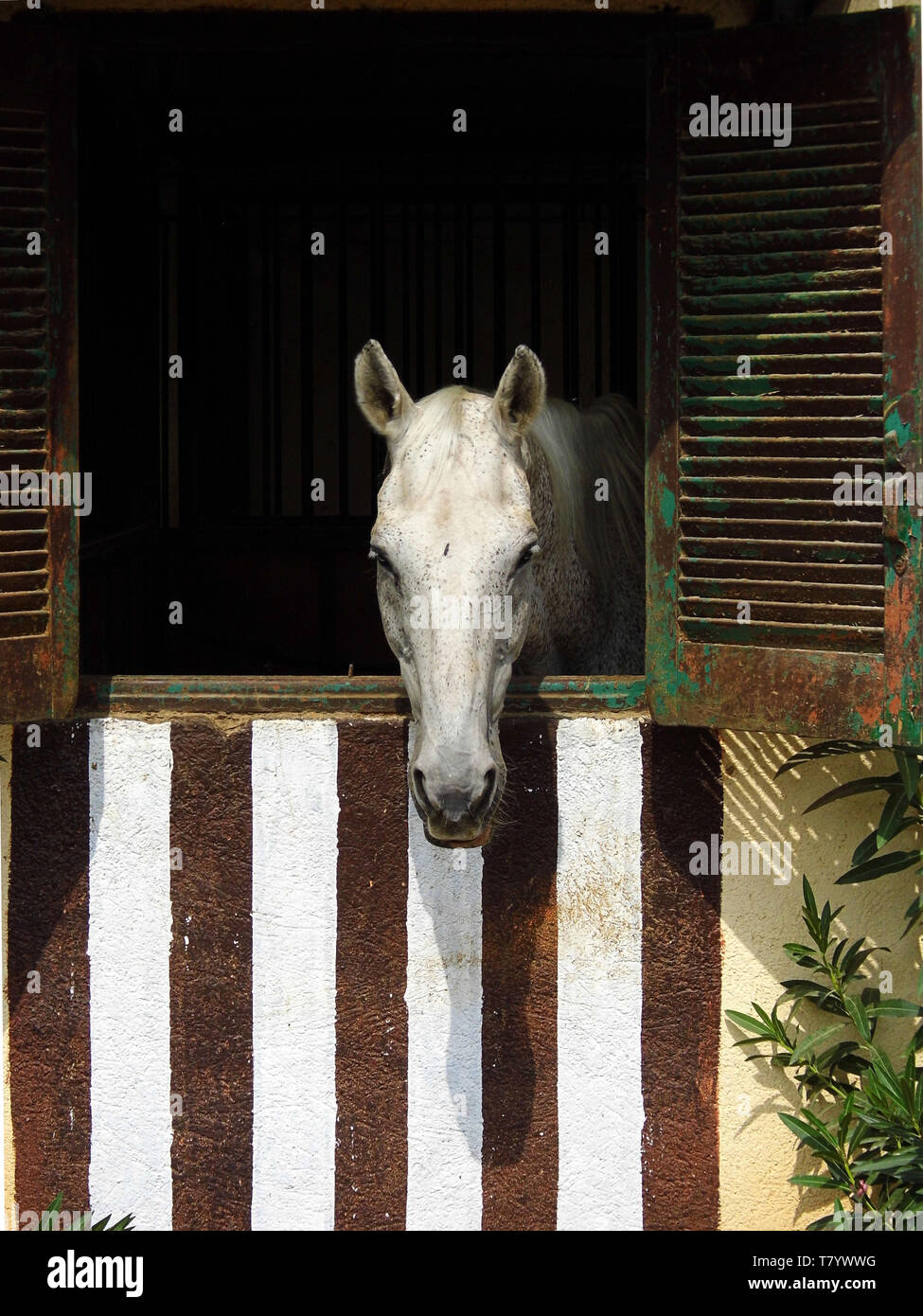 a white horse looking out through window Stock Photo