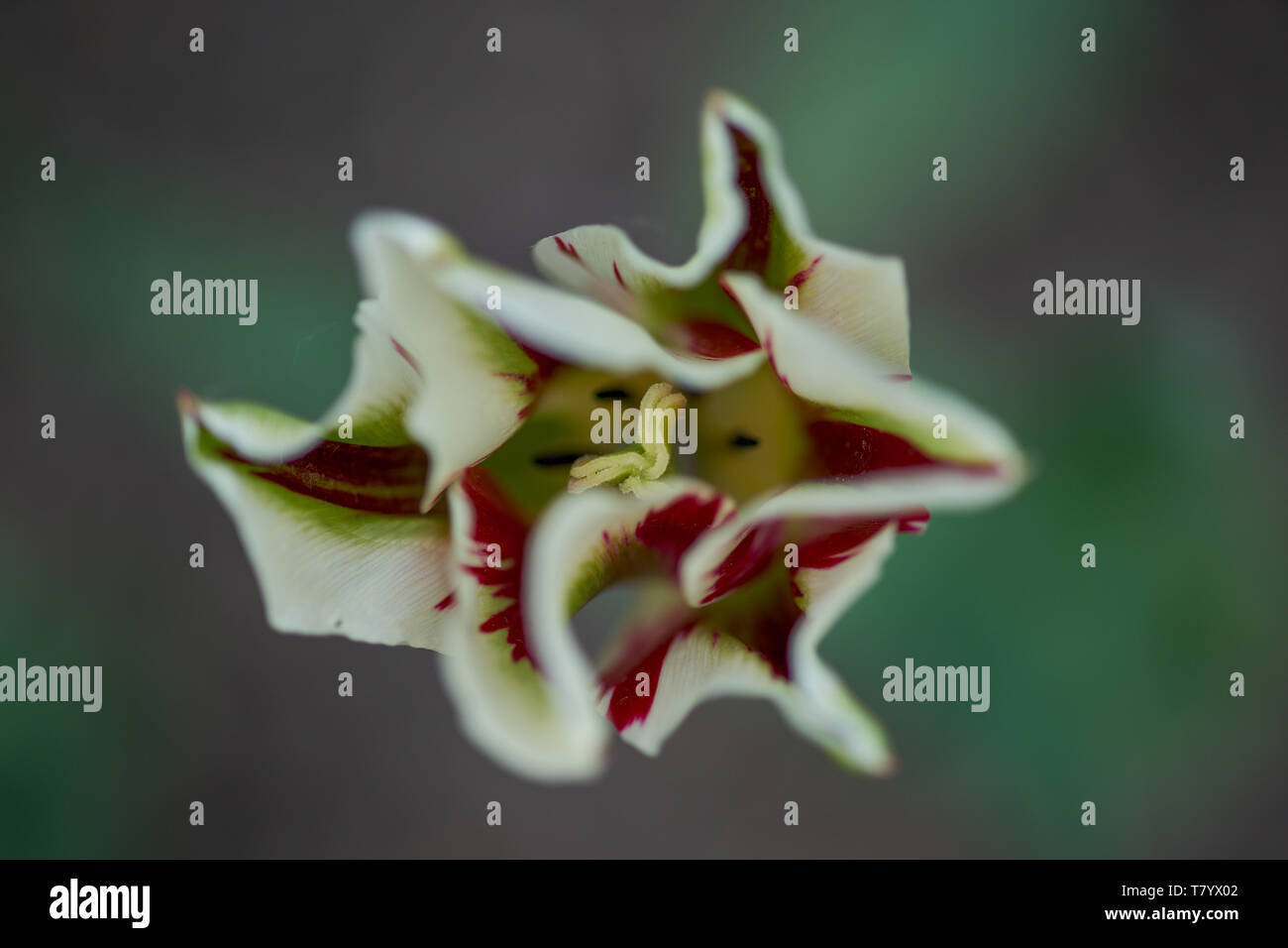 Colorful fancy tulip flower close up Stock Photo - Alamy