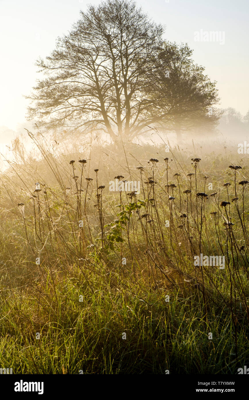 Early morning mist in Spring. A tree in misty countryside soon after dawn, near Lady Bay, Nottinghamshire, England, UK Stock Photo