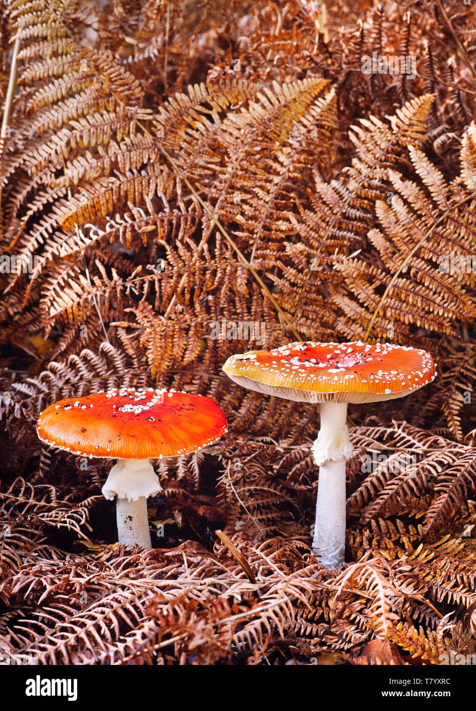 Fly Agaric toadstools, Amanita muscaria, Autumn, Wendover woods, UK Stock Photo