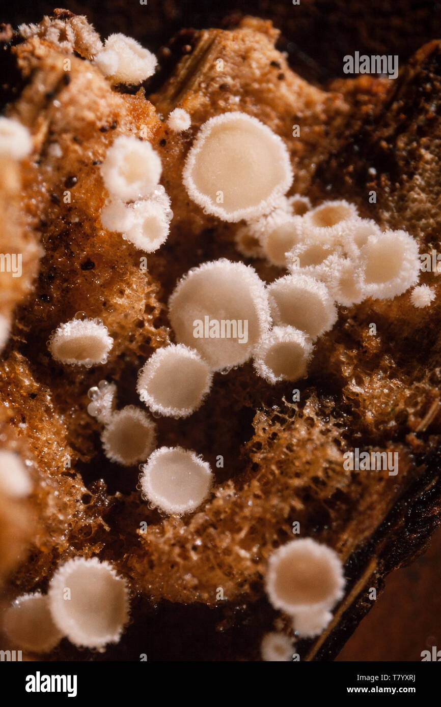 Tiny cup fungus, Hyaloscypha quercicola, on rotting wood, UK Stock Photo