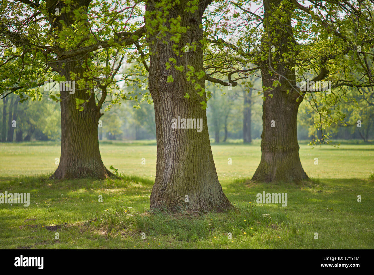 Budding old common oak trees Stock Photo Alamy