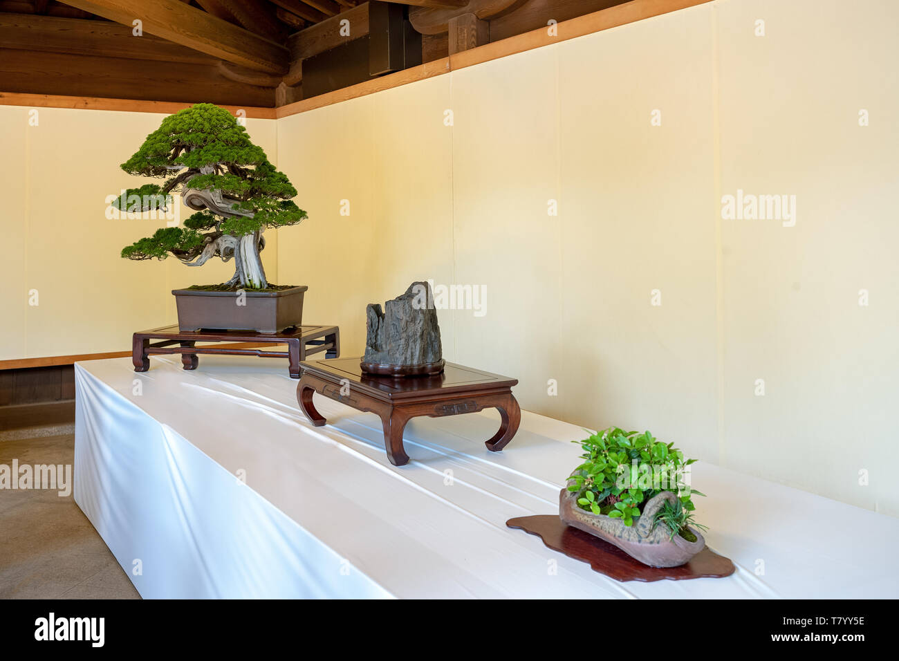 Tokyo, Japan, exhibition of traditional bonsai small trees in the Meiji