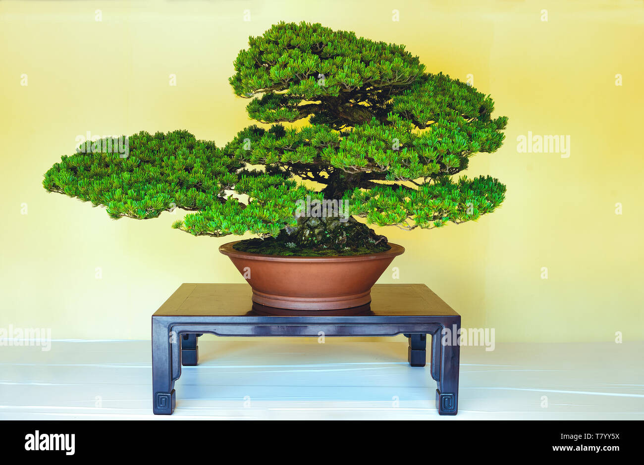 Tokyo, Japan, exhibition of traditional bonsai small trees in the Meiji