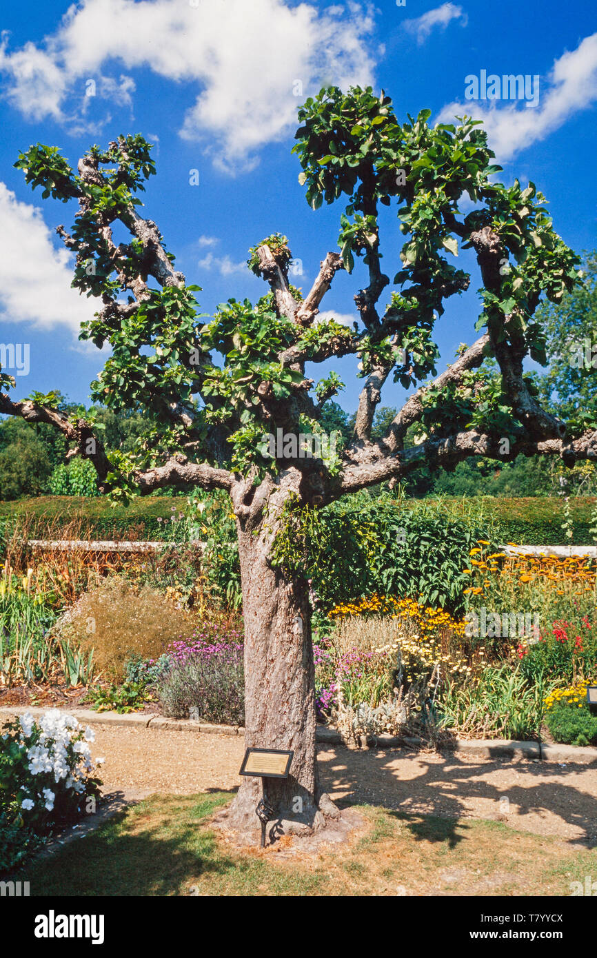 Mistletoe (Viscum album) growing on a 17th century 300 year old apple tree, Groombridge Place, UK Stock Photo