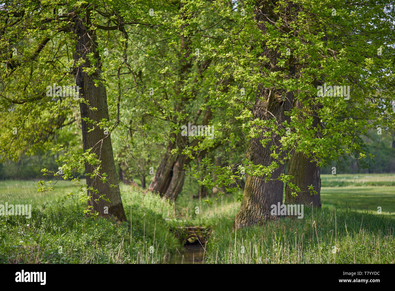 Budding old common oak trees hires stock photography and images Alamy