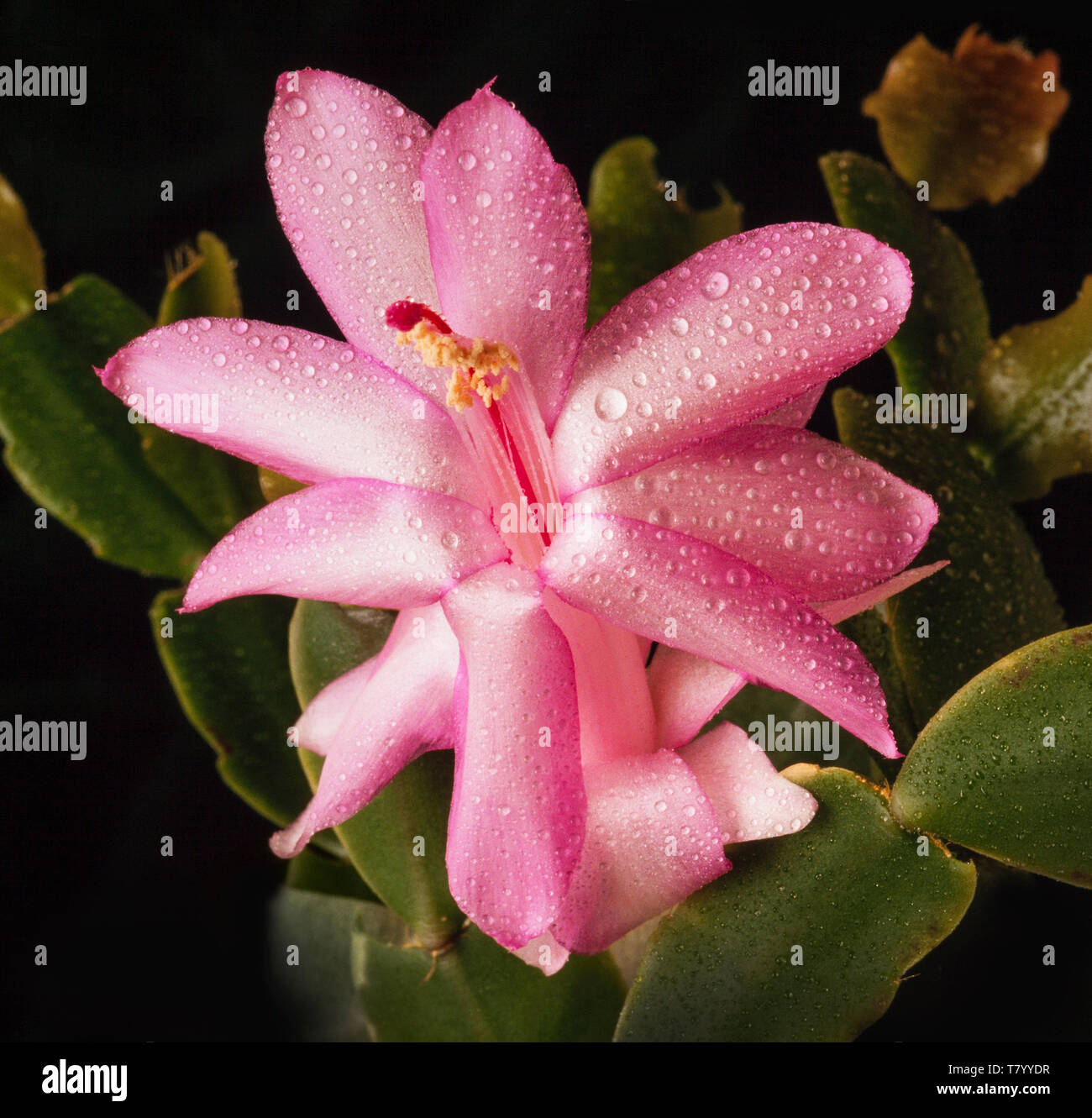 Schlumbergera truncata, the false Christmas cactus Stock Photo