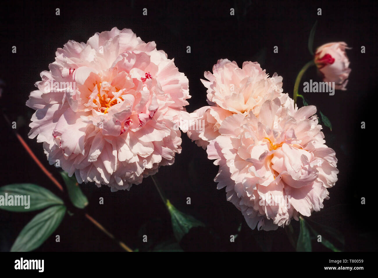 Double Peony Showtime in flower, Stock Photo