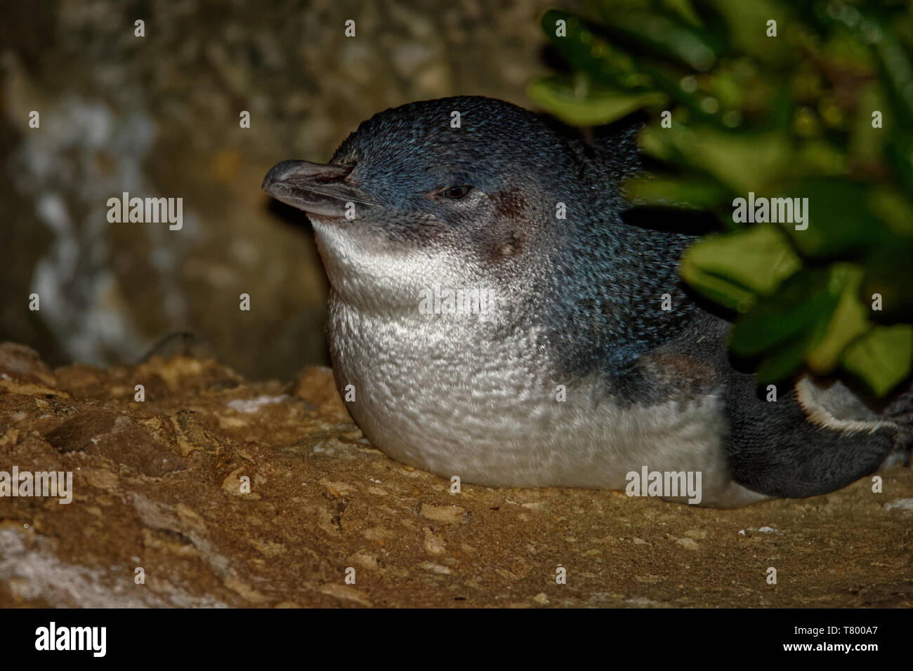 Little Penguin Eudyptula Minor In Maori Korora Nocturnal