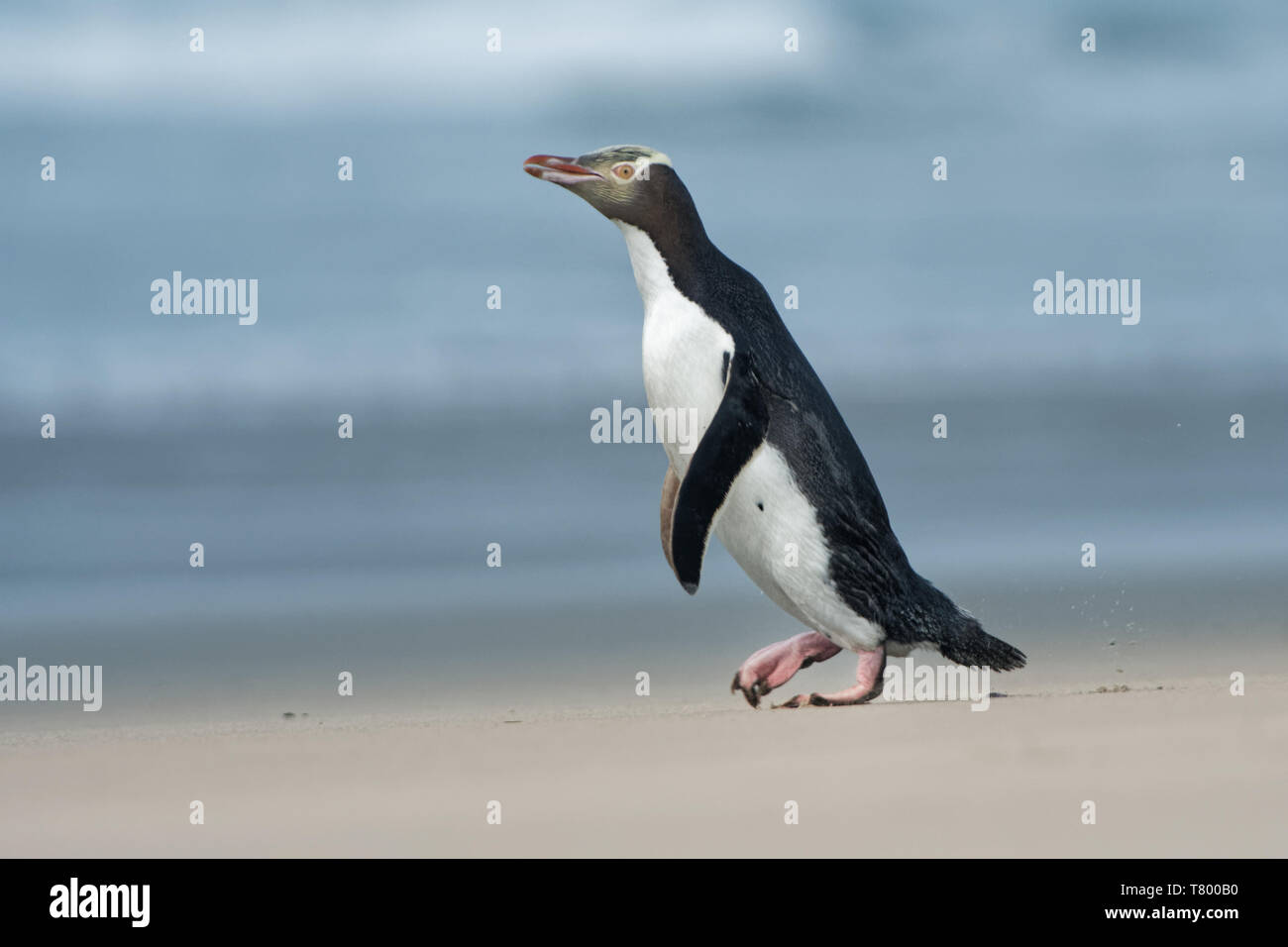 Yellow-eyed penguin - hoiho - Megadyptes antipodes, breeds along the eastern and south-eastern coastlines of the South Island of New Zealand, Stewart  Stock Photo