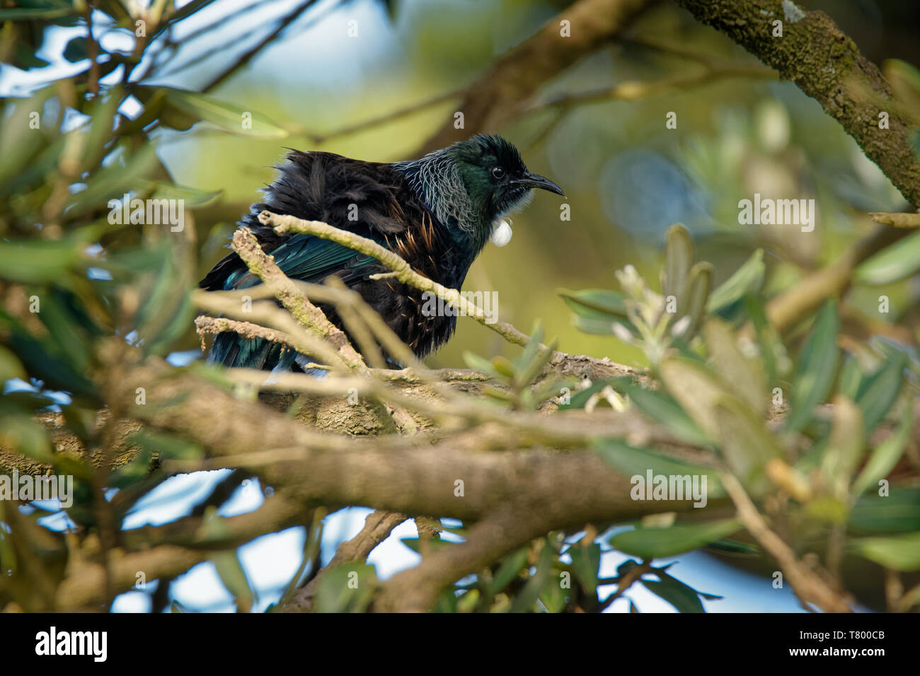 Prosthemadera novaeseelandiae - Tui endemic New Zealand forest bird sitting on the branch in the forest and singing. Stock Photo