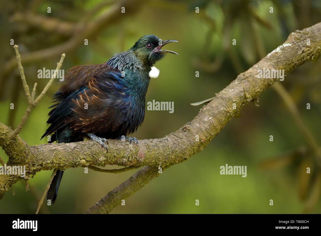 Prosthemadera novaeseelandiae - Tui endemic New Zealand forest bird sitting on the branch in the forest and singing Stock Photo
