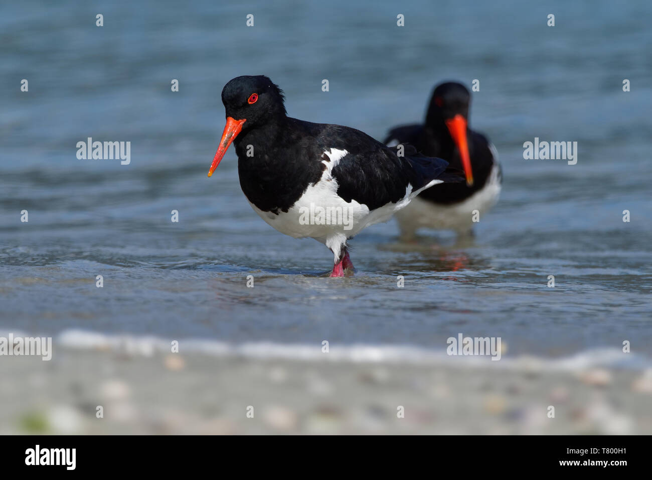 Australian oystercatcher hires stock photography and images Alamy
