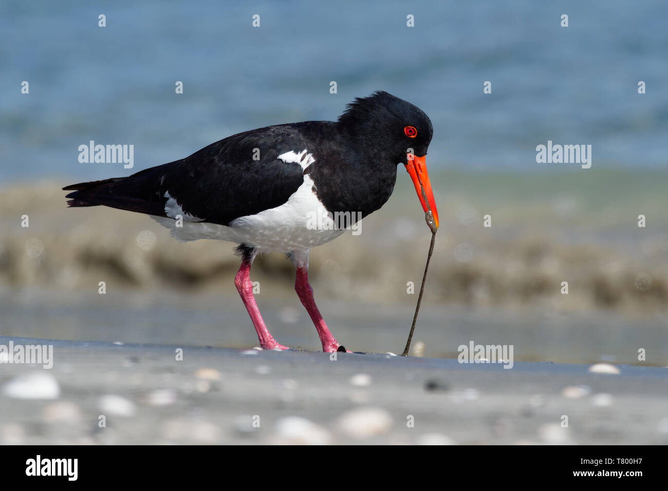 Pied Oystercatcher Haematopus longirostris wading bird native to
