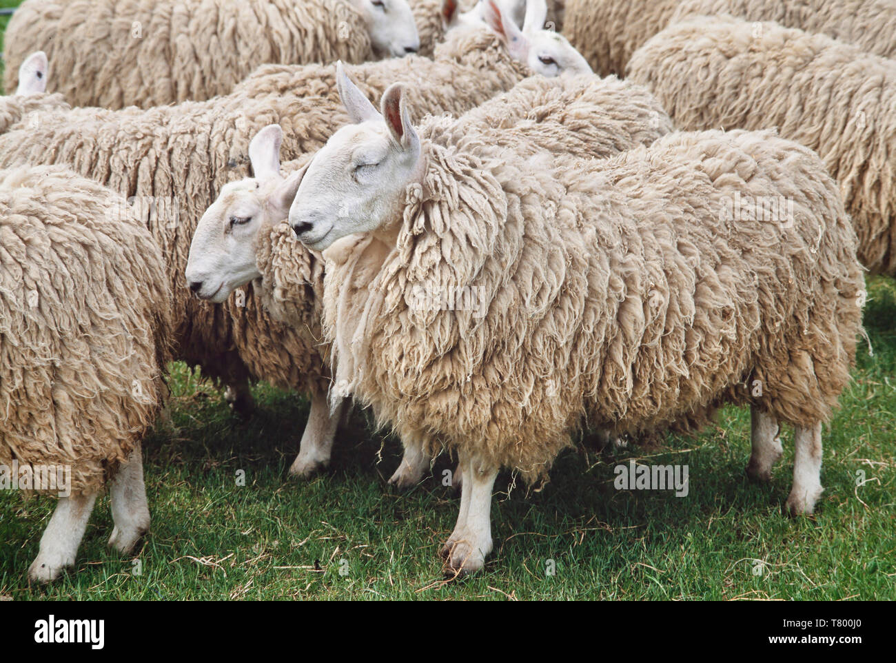 Cheviot sheep, Ovis aries, thick coat before shearing, Stock Photo