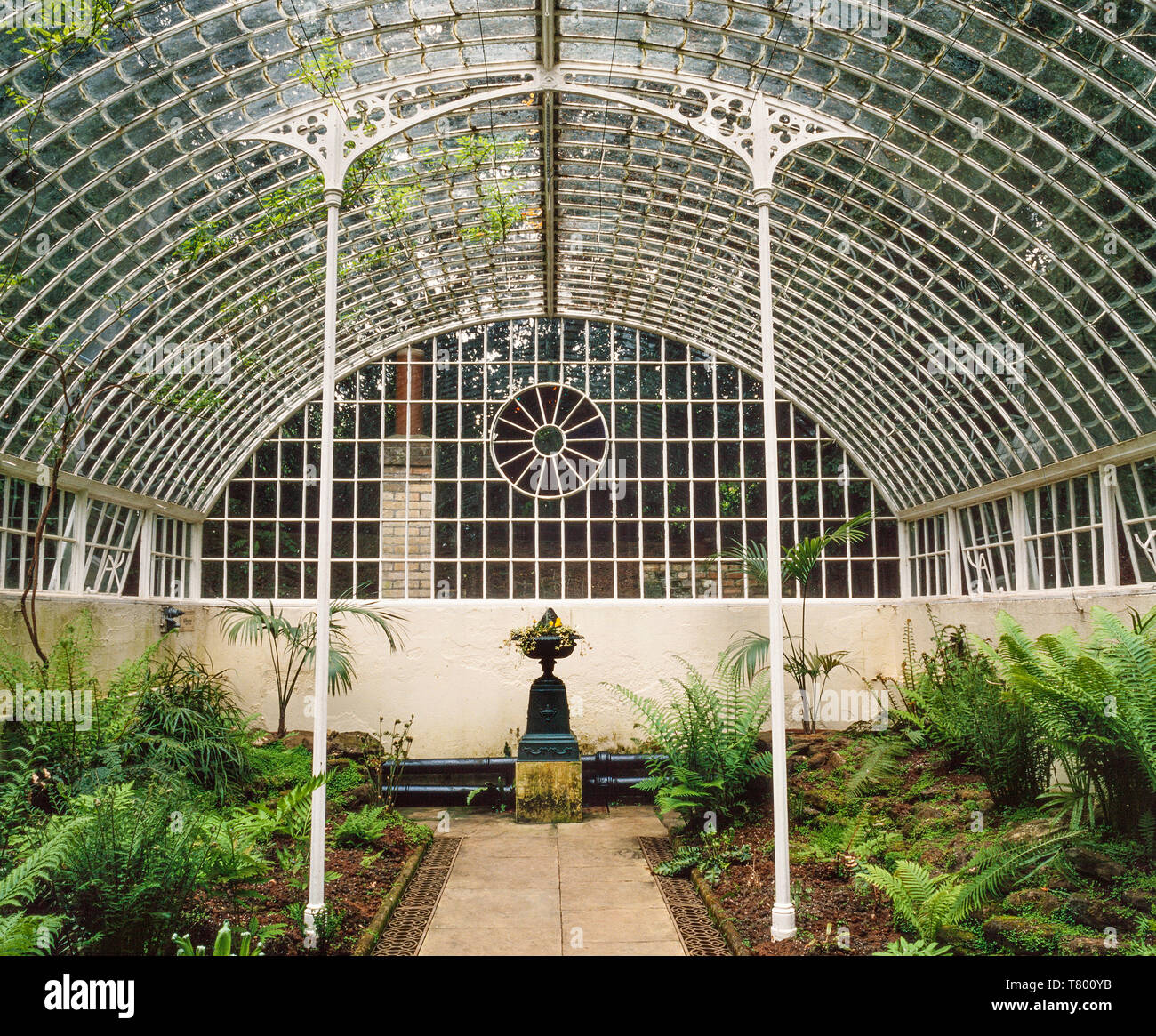 Victorian fern greenhouse, glass house interior Stock Photo Alamy