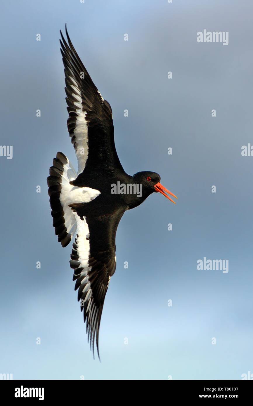 Europian Oystercather (Haematopus ostralegus) flying in Norway. Stock Photo