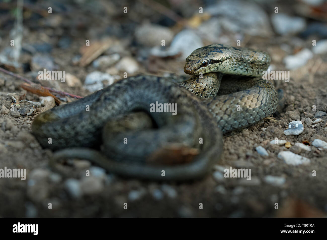 Smooth Snake - Coronella austriaca non-venomous colubrid species found in northern and central Europe, but also as far east as northern Iran. Stock Photo