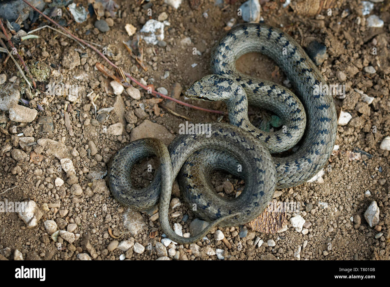 Smooth Snake - Coronella austriaca non-venomous colubrid species found in northern and central Europe, but also as far east as northern Iran. Stock Photo