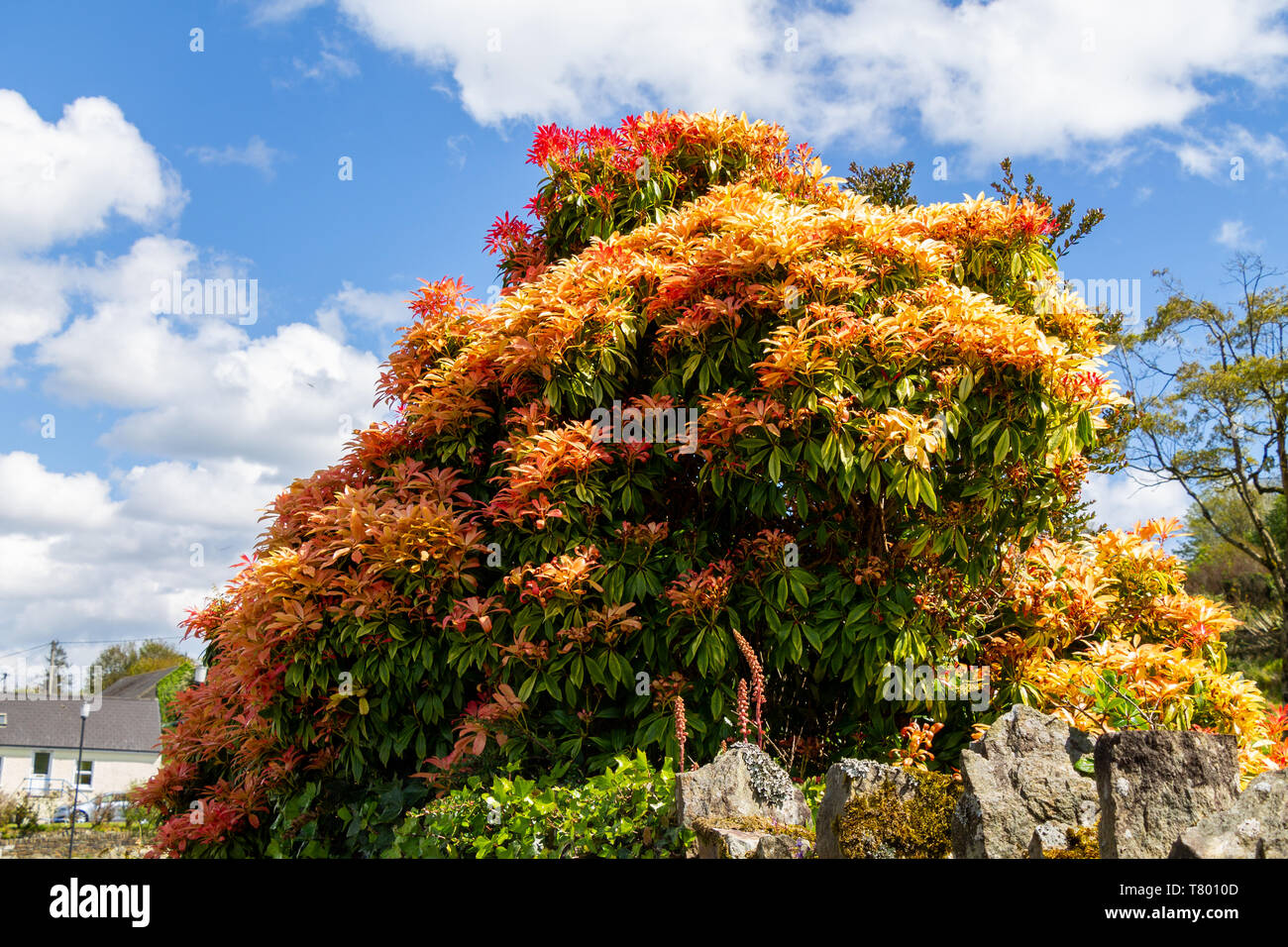 Pieris japonica Forest Flame in new spring foliage Stock Photo