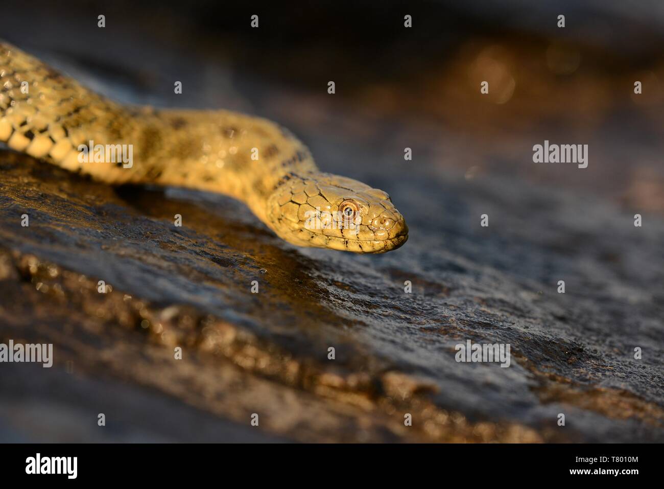 The grass snake (Natrix natrix) swimming across the little lagoon and lifting up it´s haed. Snake in the water with brown background. Stock Photo