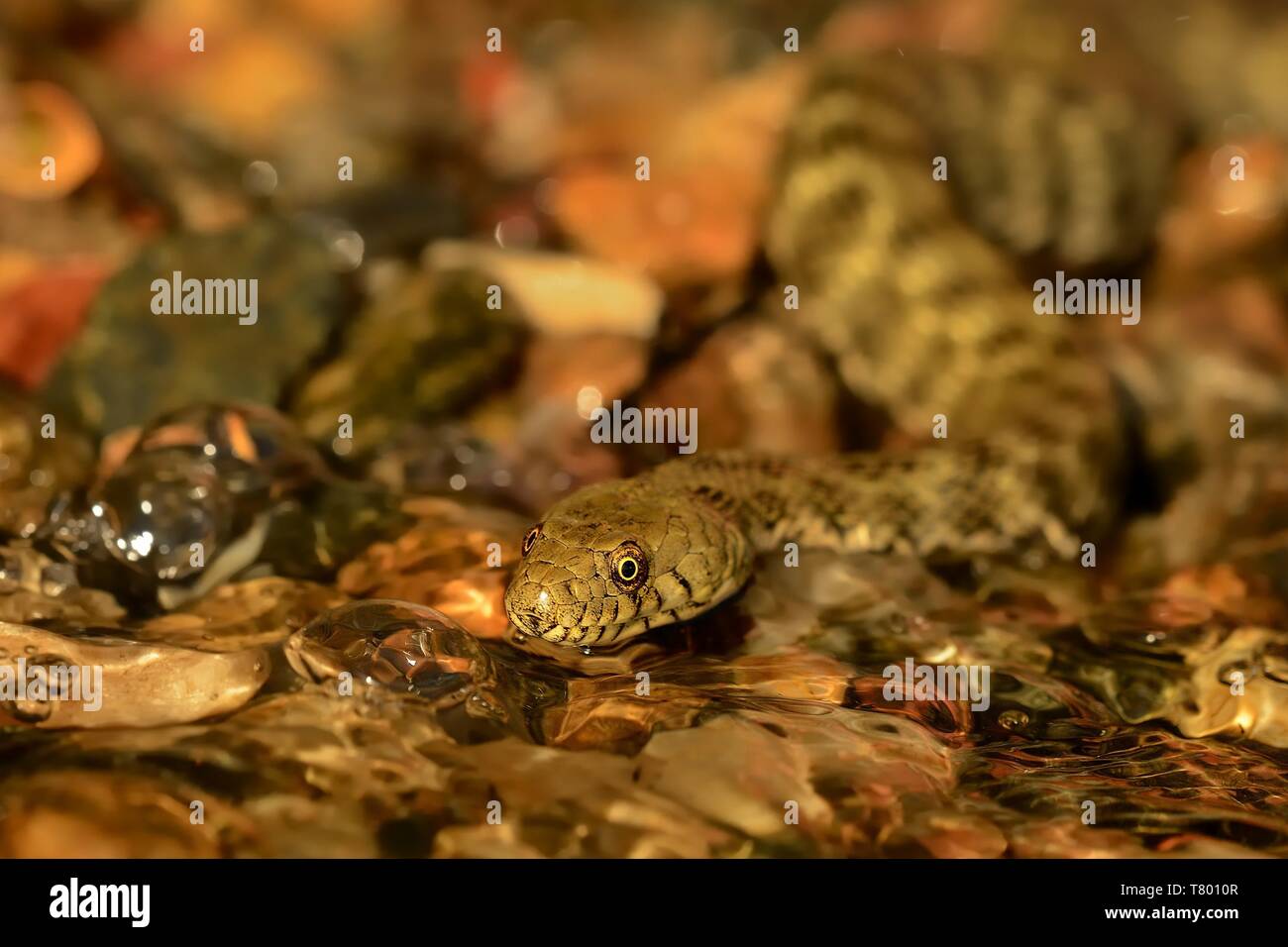 The grass snake (Natrix natrix) swimming across the little lagoon. Snake in the water with red brown background. Stock Photo