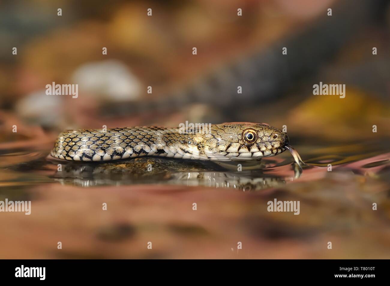 The grass snake (Natrix natrix) swimming across the little lagoon. Snake in the water with red brown background. Stock Photo
