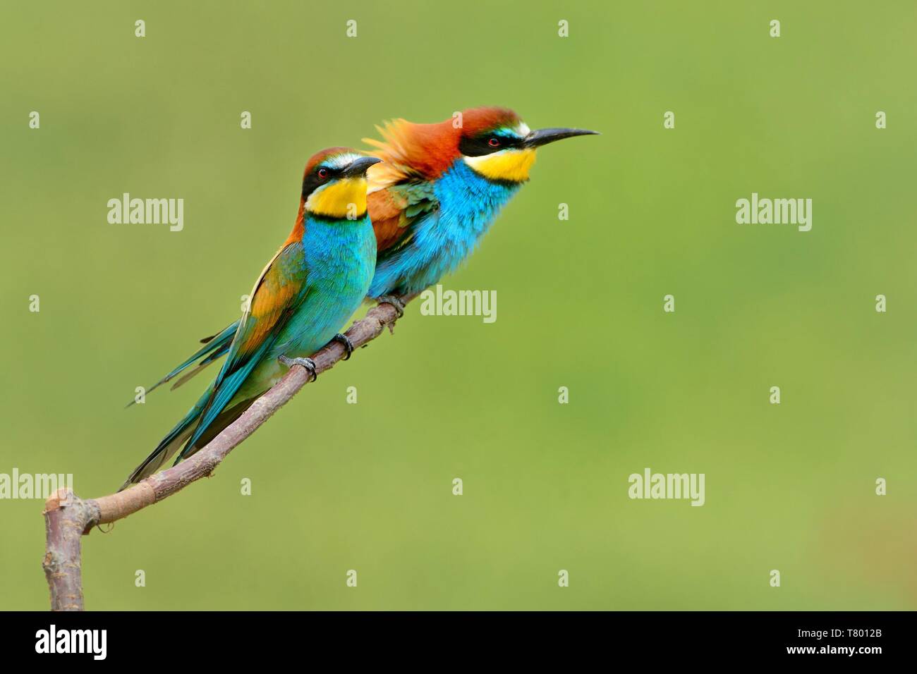 European Bee-eater -  Merops apiaster sitting on the branch with green background. Stock Photo