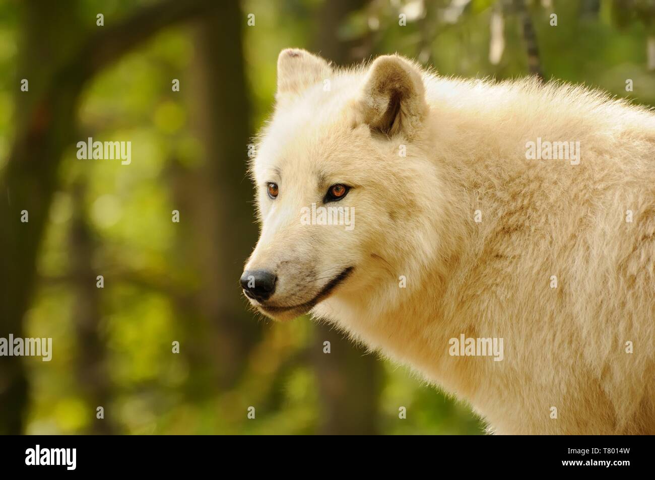 Arctic Wolf (Canis lupus arctos), Title picture, Green background ...