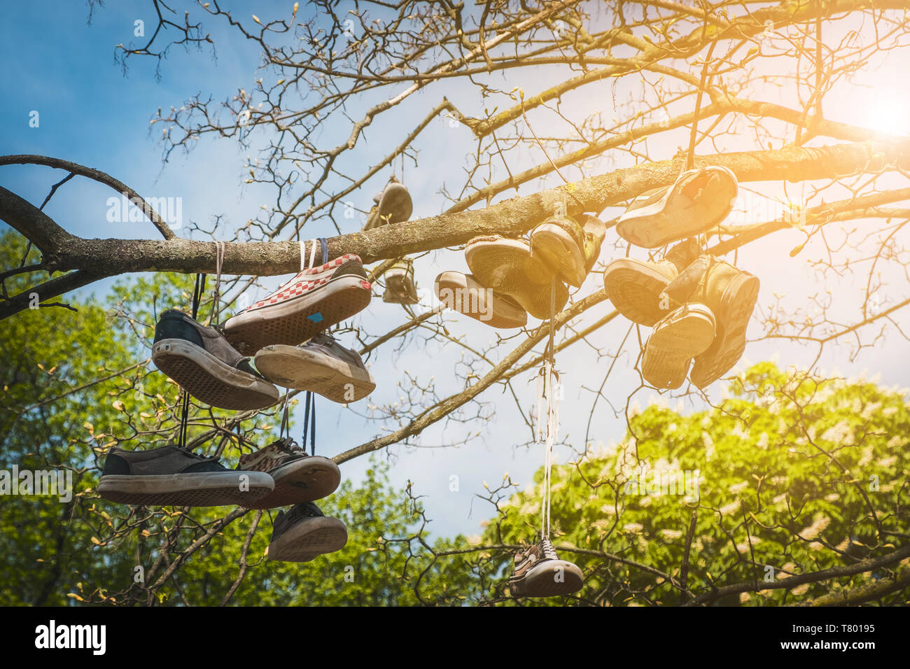 old shoes hanging in tree, vintage clothing, fashion concept Stock