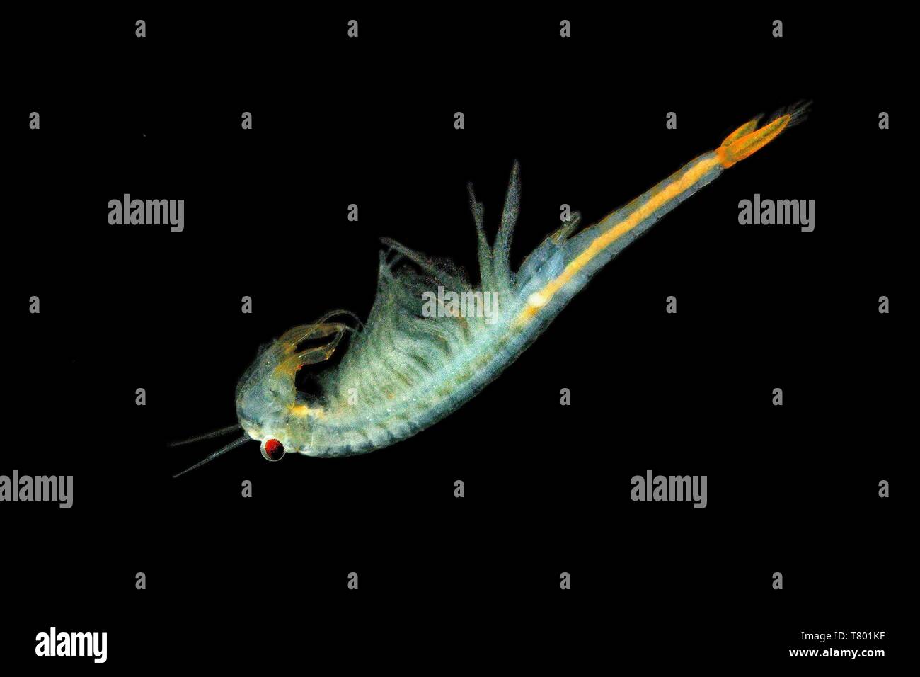 The male Fairy Shrimp (Branchipus schaefferi) captured close up with black background. A little beautiful white  crustacean swimming in the water. Stock Photo