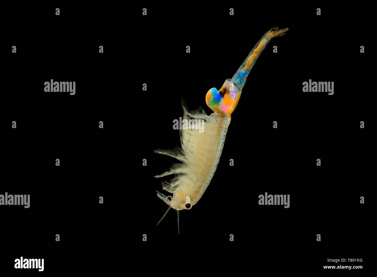 The female Fairy Shrimp (Branchipus schaefferi) captured close up with black background. A little beautiful white  crustacean swimming in the water. Stock Photo