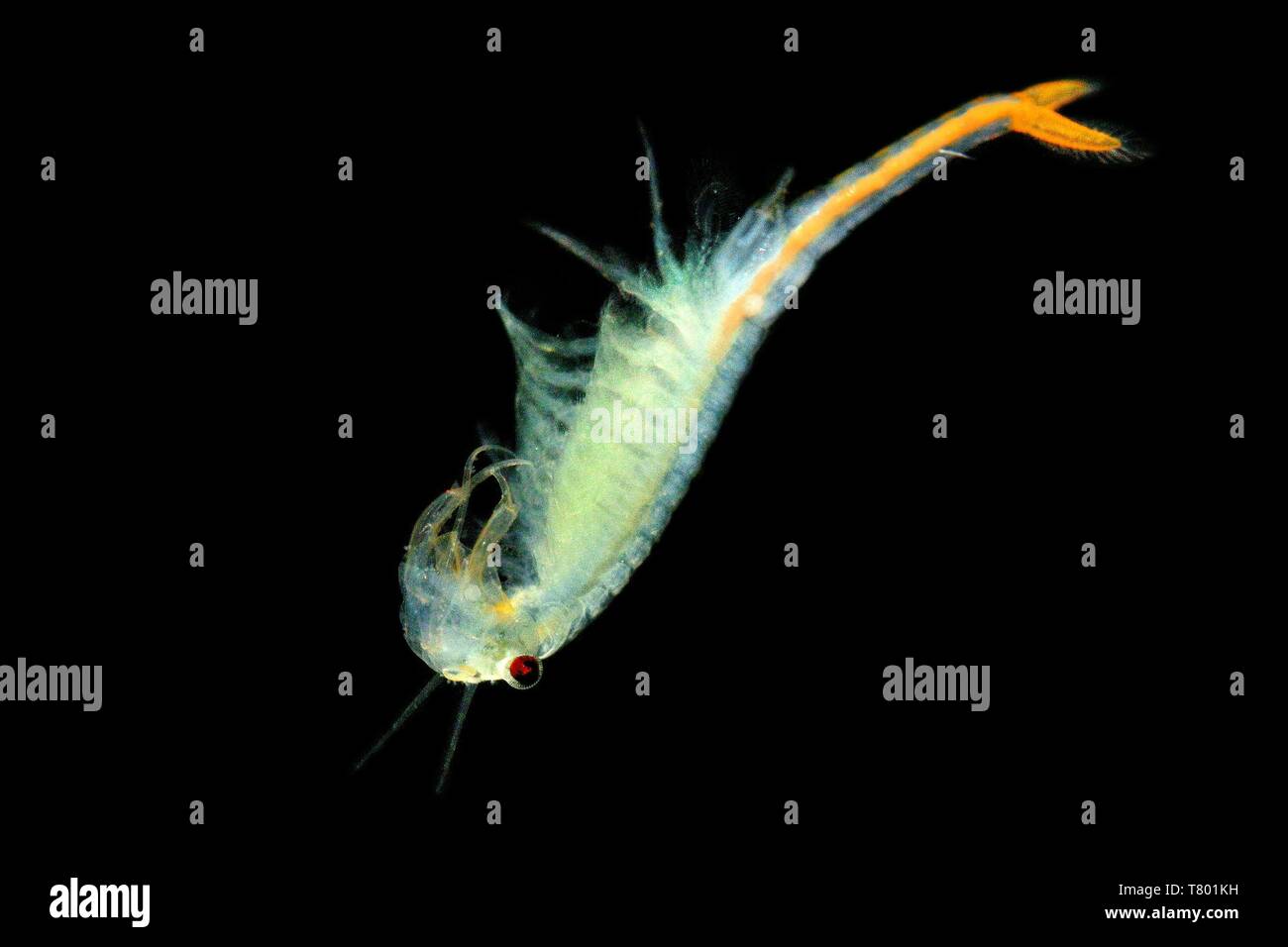 The male Fairy Shrimp (Branchipus schaefferi) captured close up with black background. A beautiful white crustacean swimming in the water. It lives in Stock Photo