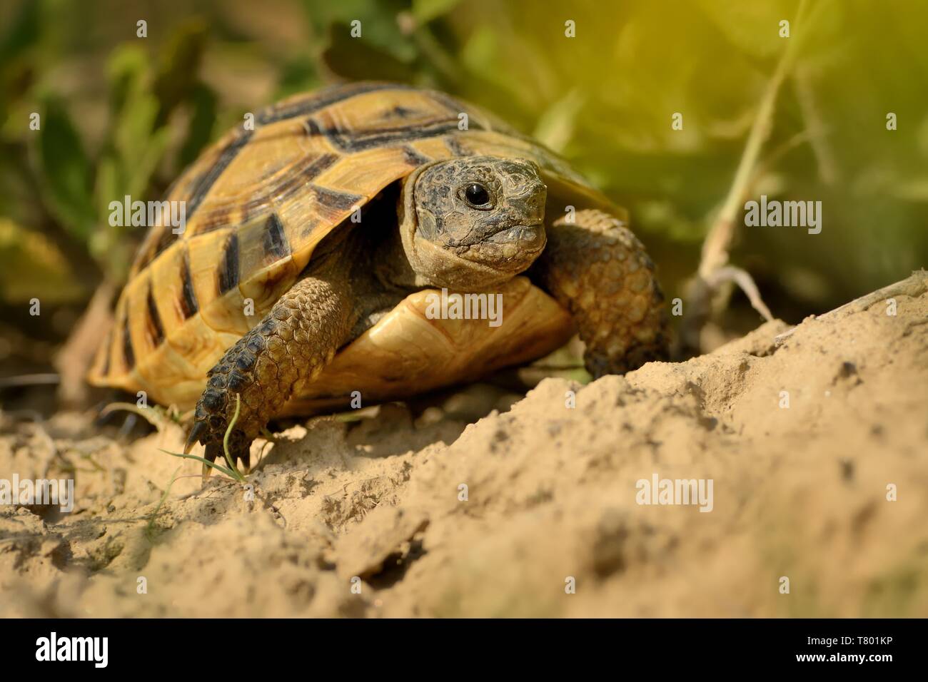 Hermann's Tortoise - Testudo hermanni on the graas in Romania. Stock Photo