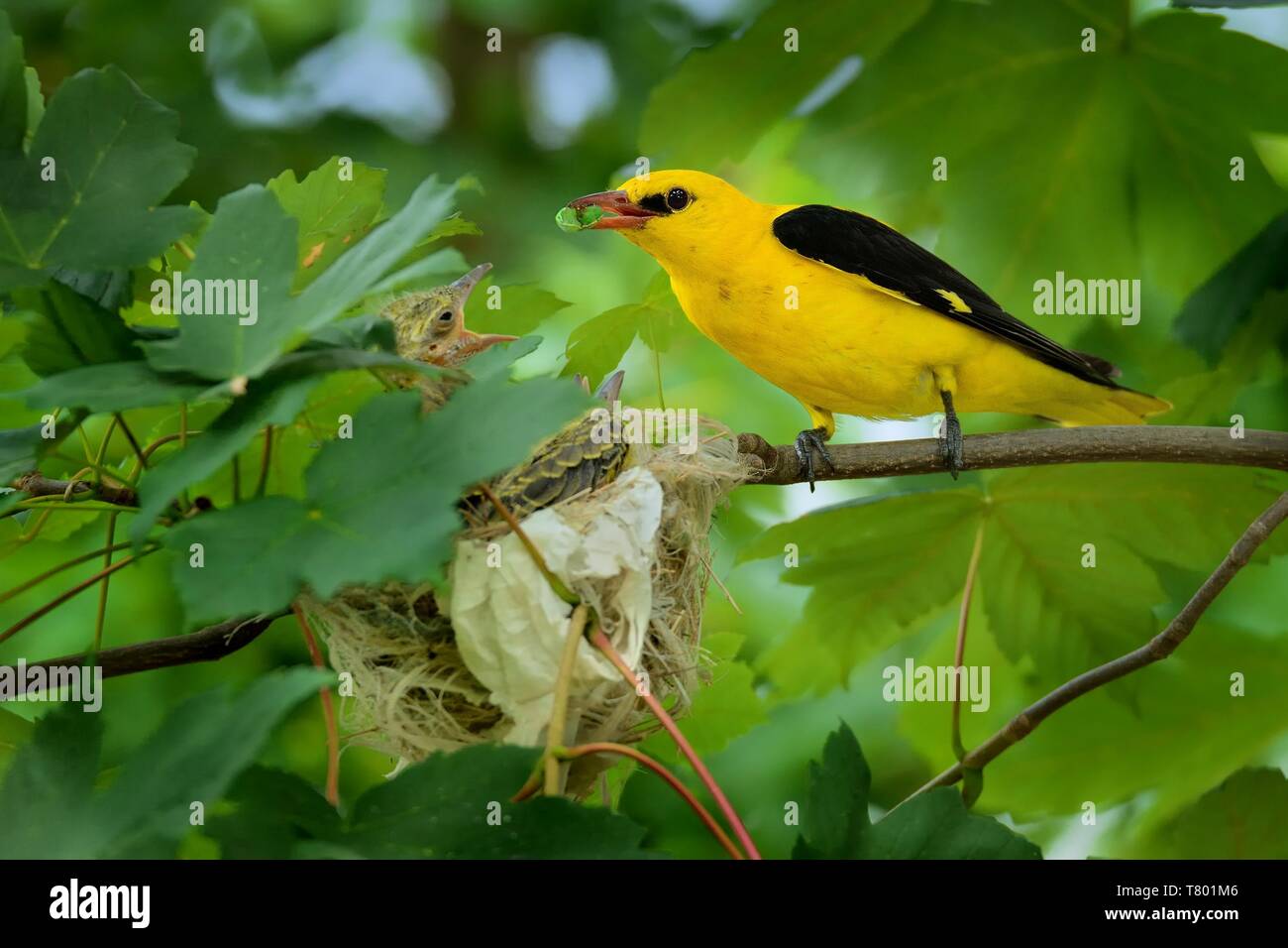 Golden oriole and nest hires stock photography and images Alamy