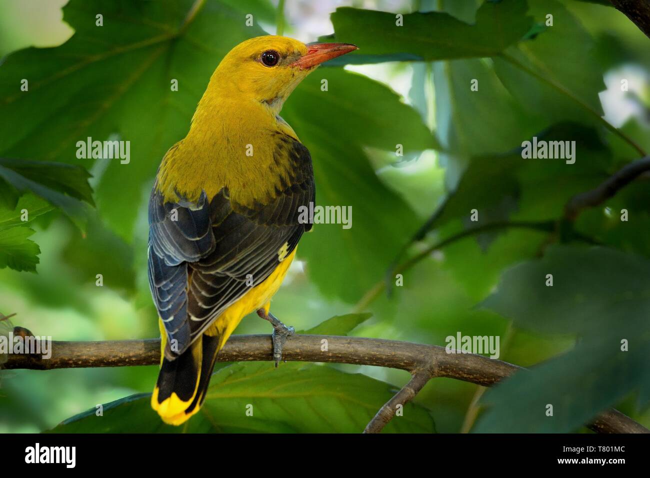 Golden oriole and nest hires stock photography and images Alamy